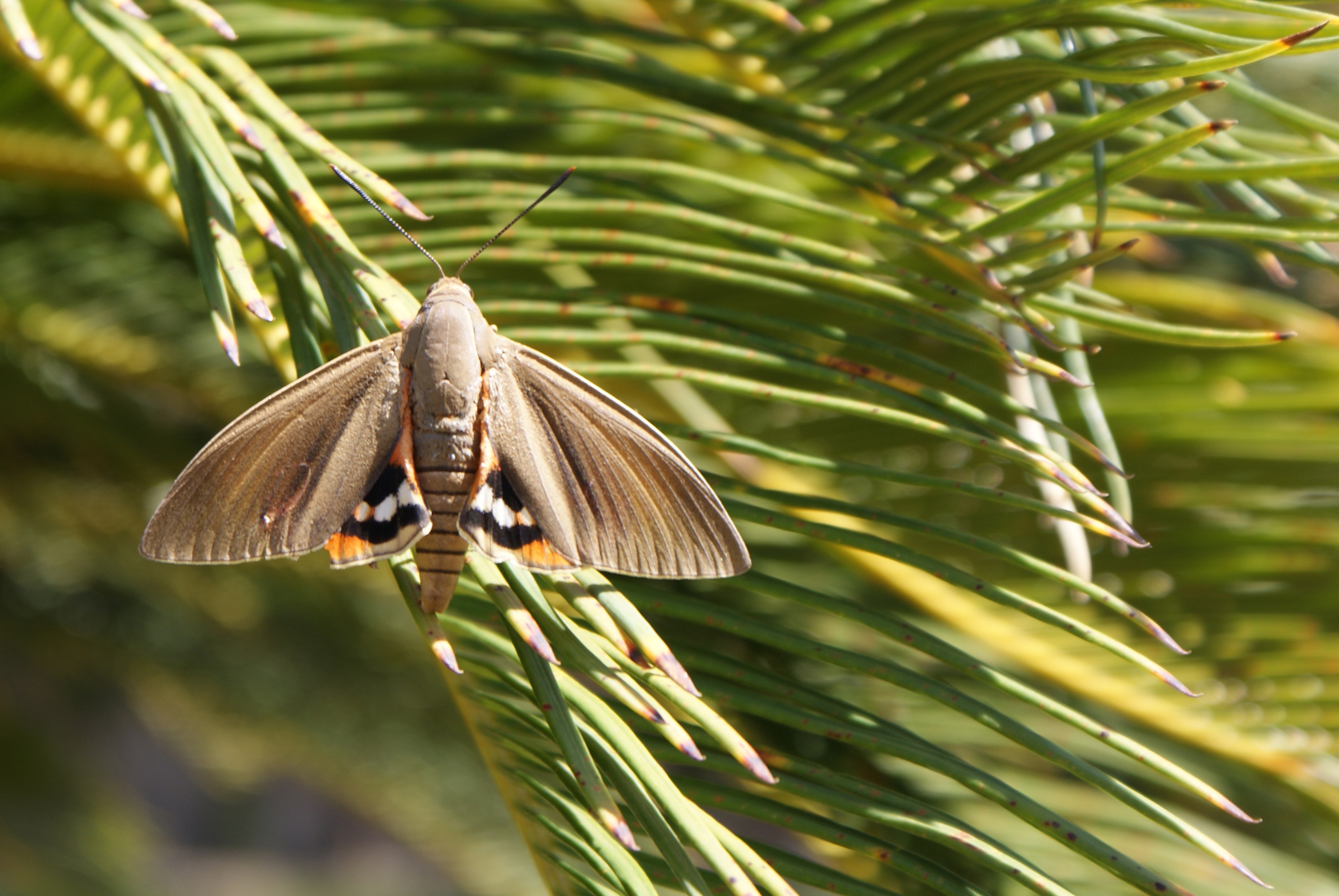 Comment protéger ses palmiers du papillon palmivore — free download